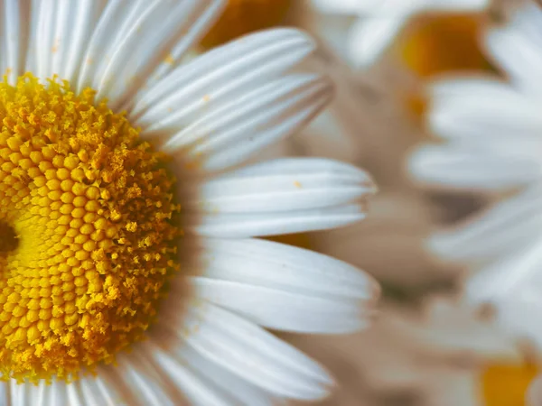 Naturlig Bakgrund För Dina Projekt Från Blommor Vit Kamomill Naturligt — Stockfoto