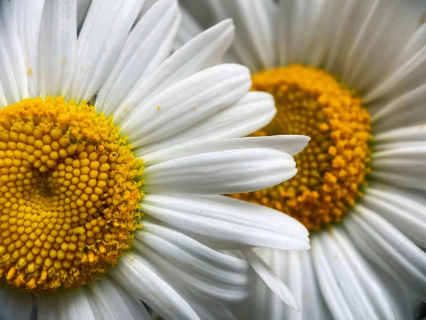 Naturlig Bakgrund För Dina Projekt Från Blommor Vit Kamomill Naturligt — Stockfoto