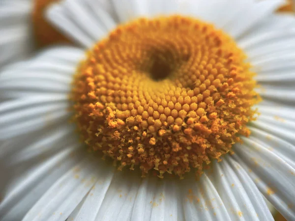 Naturlig Bakgrund För Dina Projekt Från Blommor Vit Kamomill Naturligt — Stockfoto