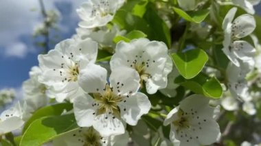 Güneşli bir günde, bir ağacın dallarında, bir elma ağacının beyaz çiçeklerine yakın çekim