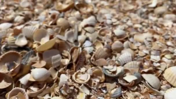 Primer plano de una playa de conchas y arena junto al mar — Vídeos de Stock