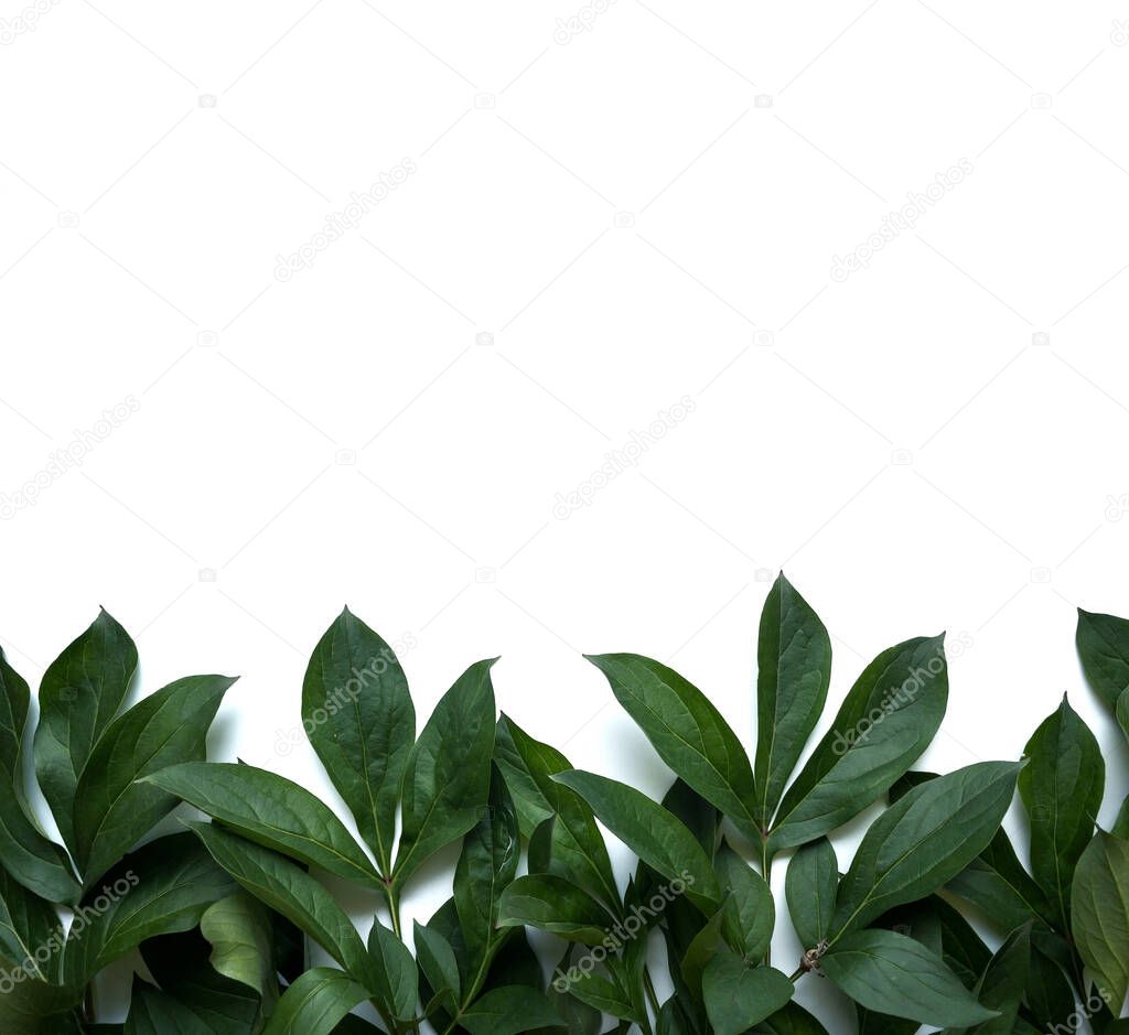 Leaves composition. Frame made of green leaves on white background. Wedding day, mothers day and womens day concept. Flat lay, top view.