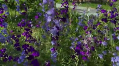 Kamera, güzel mor tarla çiçeklerine yakınlaşıyor