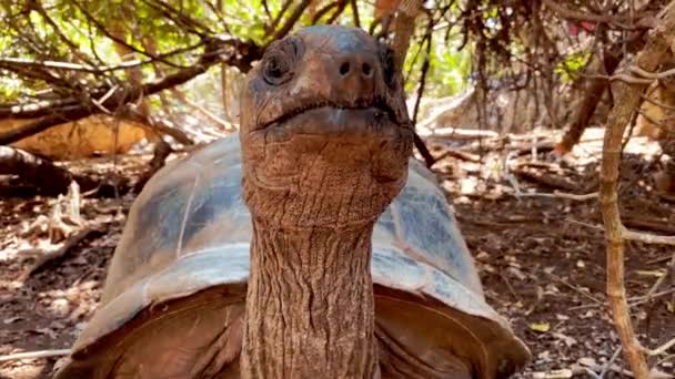 Tortuga gigante o tortuga gigante de Seychelles de cerca en un área de conservación — Vídeos de Stock