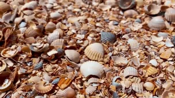 海のそばの貝の砂のビーチのクローズアップ — ストック動画