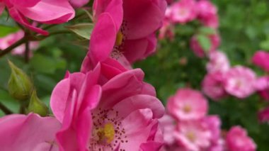 Bahçe gülü yakın plan. Çiçek açan bahçe bitkileri, doğal arka plan