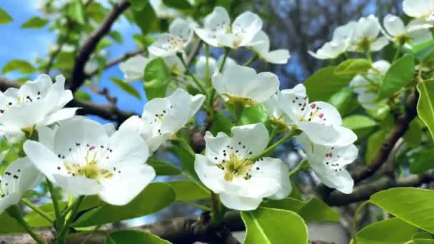 Primer plano de las flores blancas de un manzano en las ramas de un árbol en un día soleado brillante — Vídeos de Stock