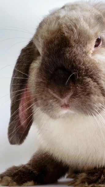 Decorative fold small rabbit sitting on white background — Stock Video