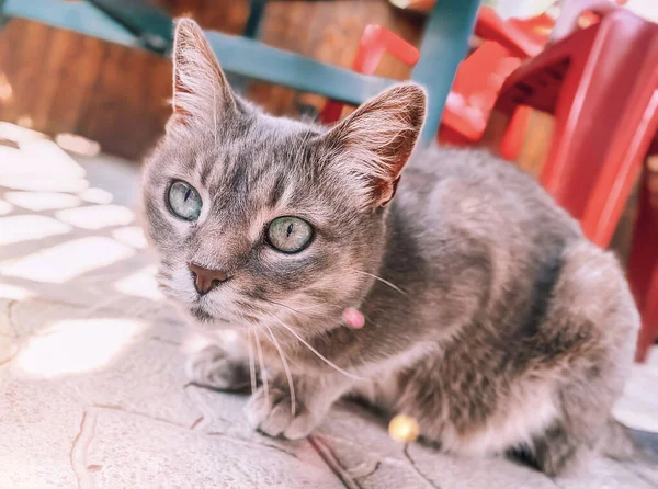 Um gato cinzento bonito com olhos azuis senta-se em uma telha no pátio de uma casa privada em um dia ensolarado brilhante — Fotografia de Stock