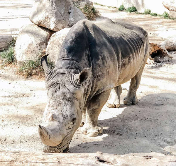 Un rinoceronte camina por el territorio del Zoológico de Barcelona. —  Fotos de Stock