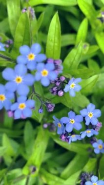 Kamera güzel mavi çayırlara yakınlaşıyor.