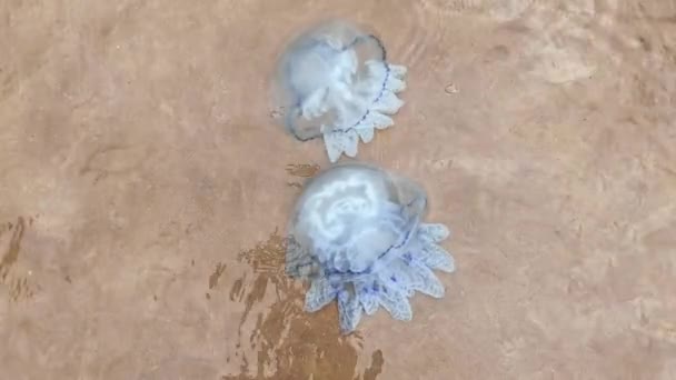 Una grande medusa nuota in riva al mare in una giornata soleggiata e limpida — Video Stock