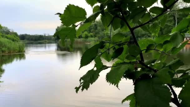 Una vista del pintoresco río desde detrás de los arbustos de caña. Concepto de recreación y turismo — Vídeo de stock