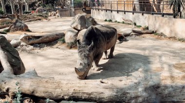 Bir gergedan Barselona Hayvanat Bahçesi 'nde yürüyor..
