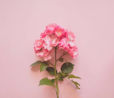 Çiçek kompozisyonu. Yumuşak pembe arkaplanda pembe gül dalı