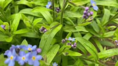 Kamera güzel mavi çayırlara yakınlaşıyor.