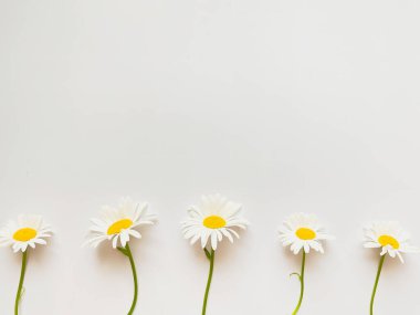 Çiçek kompozisyonu. Beyaz arkaplanda beyaz papatya çiçeklerinden yapılmış çerçeve.