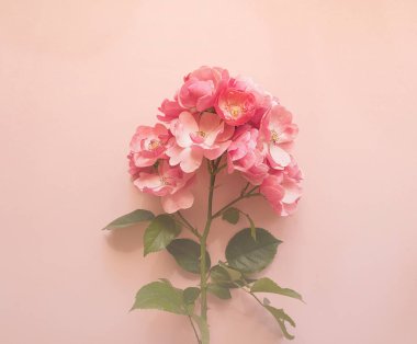 Çiçek kompozisyonu. Yumuşak pembe arkaplanda pembe gül dalı