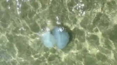 Güneşli bir günde büyük bir denizanası deniz kıyısında yüzer.