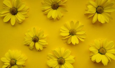 Sarı arka plandaki kasımpatı çiçeklerinin çiçek bileşimi
