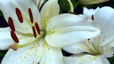 Bahçe zambakları yakın çekim. Yaz ve bahçıvanlık kavramı