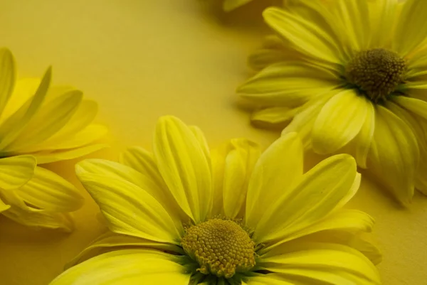 Blommor sammansättning frÃ ¥n krysantemum blommor pÃ ¥gul bakgrund — Stockfoto