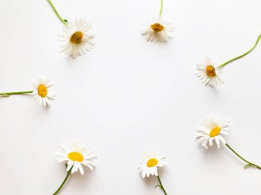 Çiçek kompozisyonu. Beyaz arkaplanda beyaz papatya çiçeklerinden yapılmış çerçeve.