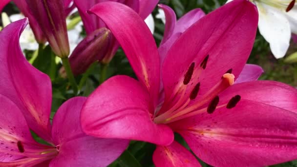 Garden lilies close up. Summer and gardening concept — Stock Video