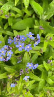 Kamera güzel mavi çayırlara yakınlaşıyor.