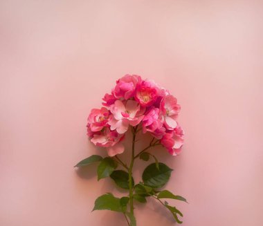 Çiçek kompozisyonu. Yumuşak pembe arkaplanda pembe gül dalı