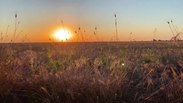 Západ slunce ve stepní trávě. Přírodní jevy, osvětlující oblohu nad obzorem — Stock video