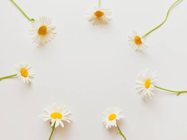 Çiçek kompozisyonu. Beyaz arkaplanda beyaz papatya çiçeklerinden yapılmış çerçeve.