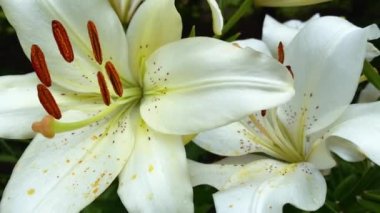 Bahçe zambakları yakın çekim. Yaz ve bahçıvanlık kavramı