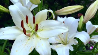 Bahçe zambakları yakın çekim. Yaz ve bahçıvanlık kavramı