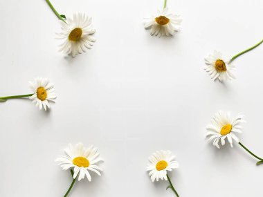 Çiçek kompozisyonu. Beyaz arkaplanda beyaz papatya çiçeklerinden yapılmış çerçeve.