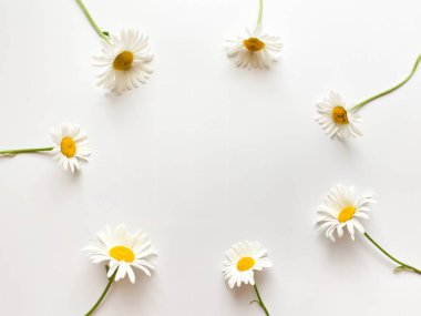 Çiçek kompozisyonu. Beyaz arkaplanda beyaz papatya çiçeklerinden yapılmış çerçeve.