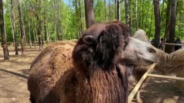 Park alanındaki hayvanat bahçesi bölgesinde Bactrian develeri yaklaşıyor.