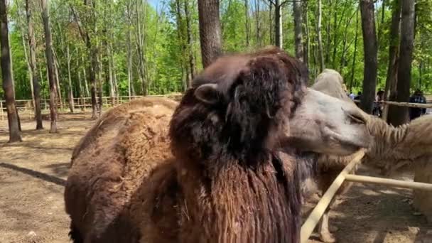 Camellos bactrianos de cerca en el territorio del zoológico en la zona del parque — Vídeos de Stock