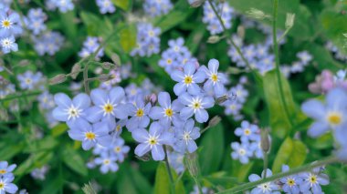 Güneşli bir yaz gününde, çimenlerin arasında büyüyen güzel mor tarla çiçekleri.