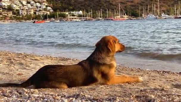 夕日の黄金の時間に大きな犬が海岸に横たわっており、海に向かっています — ストック動画