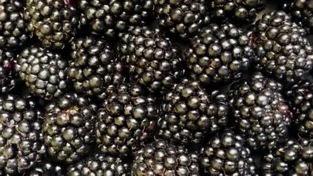Berputar di sekitar latar belakang tekstur sumbu dari sejumlah besar blackberry — Stok Video