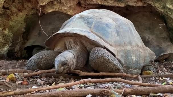 Reuzenschildpad of reuzenschildpad van de Seychellen close-up in een beschermingsgebied — Stockvideo