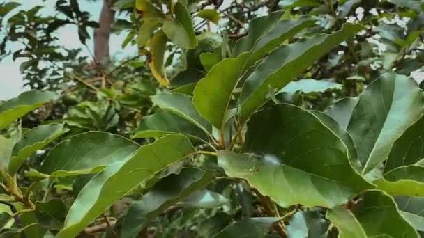 Avocado boom close-up, natuurlijke atmosferische video. Gezond voedselconcept — Stockvideo