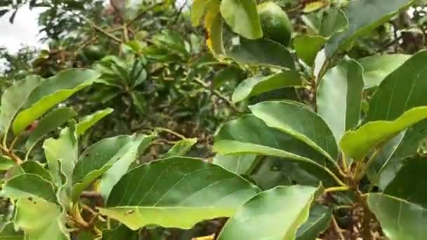 Avocado boom close-up, natuurlijke atmosferische video. Gezond voedselconcept — Stockvideo