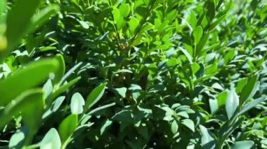 Atmosferik yavaş çekim videosu, güneşli bir günde bir boxwood çalısının yakın çekimi.