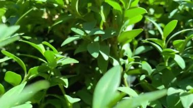 Atmosferik yavaş çekim videosu, güneşli bir günde bir boxwood çalısının yakın çekimi.