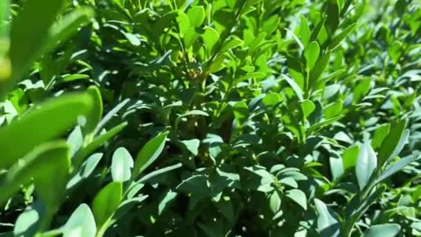 Vidéo de ralenti atmosphérique, gros plan d'un buisson de buis par une journée ensoleillée — Video
