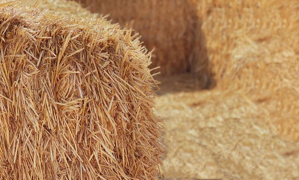 Hooi in een baal in een zonnige dag close-up. Levensmiddelen voor landbouwhuisdieren, landbouwconcept — Stockfoto