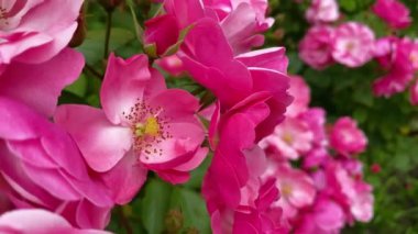 Bahçe gülü yakın plan. Çiçek açan bahçe bitkileri, doğal arka plan