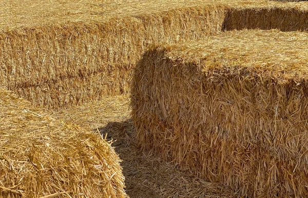 Hooi in een baal in een zonnige dag close-up. Levensmiddelen voor landbouwhuisdieren, landbouwconcept — Stockfoto